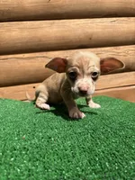 Happy , a male Chiweenie for sale in Saint Augustine, FL – Photo 5 of 7