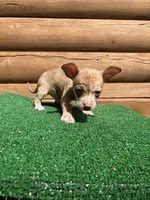 Happy , a male Chiweenie for sale in Saint Augustine, FL – Photo 7 of 7