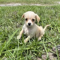Lucy, a female Malchi for sale in Saint Augustine, FL – 2 of 5