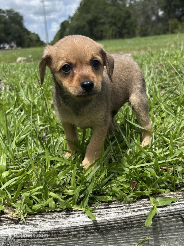 Barney – Chorkie puppy for sale in Saint Augustine, FL