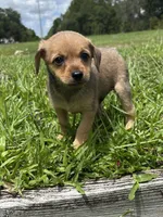 Barney, a male Chorkie for sale in Saint Augustine, FL – 1 of 4