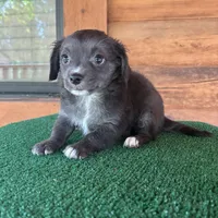 Otto, a male Chiweenie for sale in Saint Augustine, FL – 6 of 6