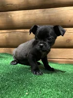 Bentley, a male Chihuahua and Pug for sale in Saint Augustine, FL – Photo 4 of 6