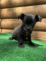 Bentley, a male Chihuahua and Pug for sale in Saint Augustine, FL – Photo 5 of 6