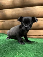 Bentley, a male Chihuahua and Pug for sale in Saint Augustine, FL – Photo 3 of 6