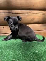 Bentley, a male Chihuahua and Pug for sale in Saint Augustine, FL – Photo 6 of 6