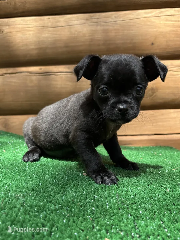 Bentley – Chihuahua, Pug puppy for sale in Saint Augustine, FL