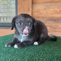 Otto, a male Chiweenie for sale in Saint Augustine, FL – 2 of 6