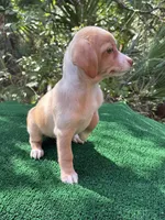 Lulu, a female Chiweenie for sale in Saint Augustine, FL – 4 of 6