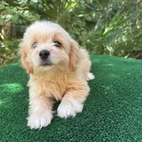 Biscuit, a male Poodle - Miniature  and Miniature Dachshund for sale in Saint Augustine, FL – 4 of 6