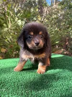 Leo, a male Chiweenie for sale in Saint Augustine, FL – 1 of 6