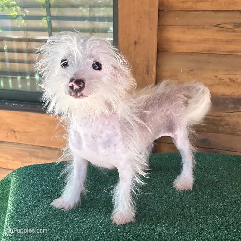 Q-Tip – Chinese Crested puppy for sale in Saint Augustine, FL