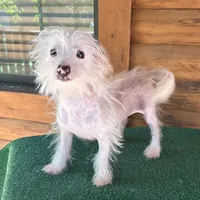 Q-Tip, a female Chinese Crested for sale in Saint Augustine, FL – 1 of 5