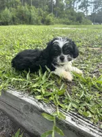 Luna, a female Chihuahua and Shih Tzu for sale in Saint Augustine, FL – 9 of 9