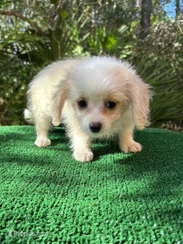 Suzy, a female Malchi for sale in Saint Augustine, FL – 1 of 6