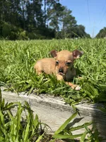 Penny , a female Chihuahua for sale in Saint Augustine, FL – 4 of 7