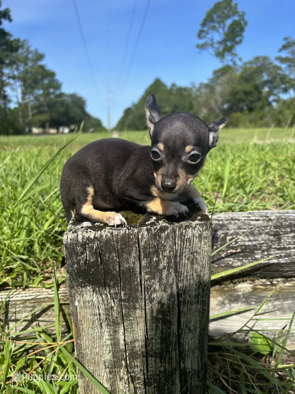 Nala – Chihuahua puppy for sale in Saint Augustine, FL