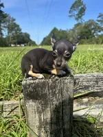 Nala, a female Chihuahua for sale in Saint Augustine, FL – 1 of 5