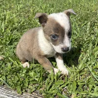 Tiger, a male Jack Russell Terrier and Chihuahua for sale in Saint Augustine, FL – 2 of 4