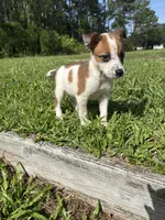 Joey, a male Jack Russell Terrier and Chihuahua for sale in Saint Augustine, FL – 5 of 6
