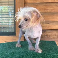 Tito, a male Chinese Crested for sale in Saint Augustine, FL – 2 of 8