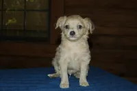 Simon, a male Chihuahua for sale in Saint Augustine, FL – Photo 2 of 3