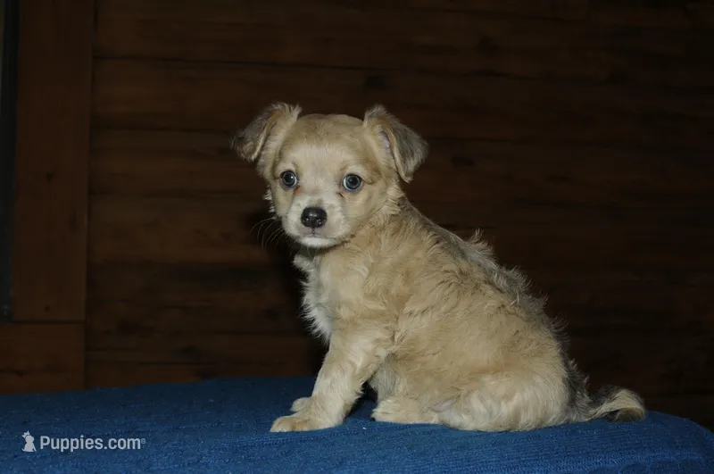 Simon – Chihuahua puppy for sale in Saint Augustine, FL