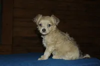 Simon, a male Chihuahua for sale in Saint Augustine, FL – Photo 1 of 3