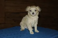 Simon, a male Chihuahua for sale in Saint Augustine, FL – Photo 3 of 3