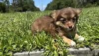 Brandy, a female Chihuahua for sale in Saint Augustine, FL – 3 of 5
