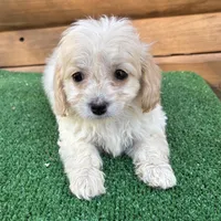 Goldie, a female Poodle - Miniature  and Miniature Dachshund for sale in Saint Augustine, FL – Photo 5 of 7
