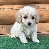 Goldie, a female Poodle - Miniature  and Miniature Dachshund for sale in Saint Augustine, FL – Photo 3 of 7