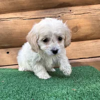 Goldie, a female Poodle - Miniature  and Miniature Dachshund for sale in Saint Augustine, FL – Photo 2 of 7