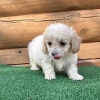 Goldie, a female Poodle - Miniature  and Miniature Dachshund for sale in Saint Augustine, FL – Photo 1 of 7