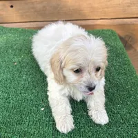 Goldie, a female Poodle - Miniature  and Miniature Dachshund for sale in Saint Augustine, FL – Photo 7 of 7