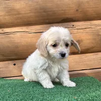 Goldie, a female Poodle - Miniature  and Miniature Dachshund for sale in Saint Augustine, FL – Photo 6 of 7