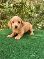 Sugar, a female Poodle - Miniature  and Miniature Dachshund for sale in Saint Augustine, FL – 4 of 4
