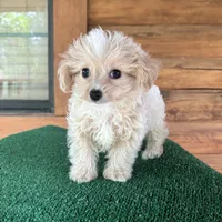 Wally, a male Maltipoo for sale in Saint Augustine, FL – 7 of 7