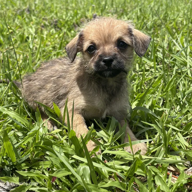 Peppa – Chorkie puppy for sale in Saint Augustine, FL