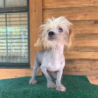 Tito, a male Chinese Crested for sale in Saint Augustine, FL – 8 of 8