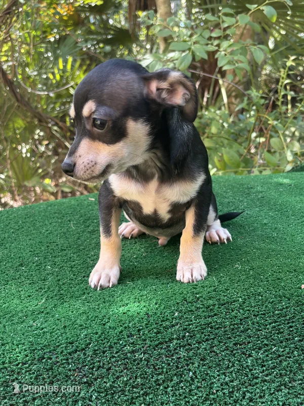 Diego – Chiweenie puppy for sale in Saint Augustine, FL