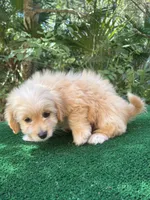 Biscuit, a male Poodle - Miniature  and Miniature Dachshund for sale in Saint Augustine, FL – 3 of 6