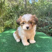Fairy , a female Mal Shi for sale in Saint Augustine, FL – 5 of 7