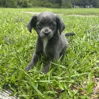 Bliss, a female Chiweenie for sale in Saint Augustine, FL – 5 of 5