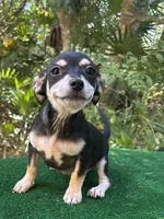 Diego, a male Chiweenie for sale in Saint Augustine, FL – 2 of 5