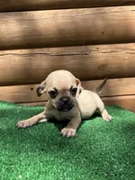 Judy , a female Chihuahua and Pug for sale in Saint Augustine, FL – Photo 2 of 5