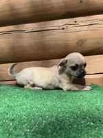 Judy , a female Chihuahua and Pug for sale in Saint Augustine, FL – Photo 5 of 5