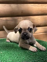 Judy , a female Chihuahua and Pug for sale in Saint Augustine, FL – Photo 1 of 5