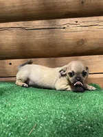 Judy , a female Chihuahua and Pug for sale in Saint Augustine, FL – Photo 3 of 5