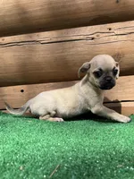 Judy , a female Chihuahua and Pug for sale in Saint Augustine, FL – Photo 4 of 5